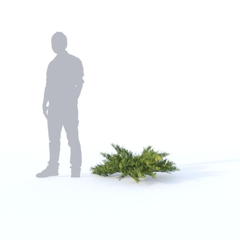 Juniperus sabina Nr1  Five bushes 3D model_3