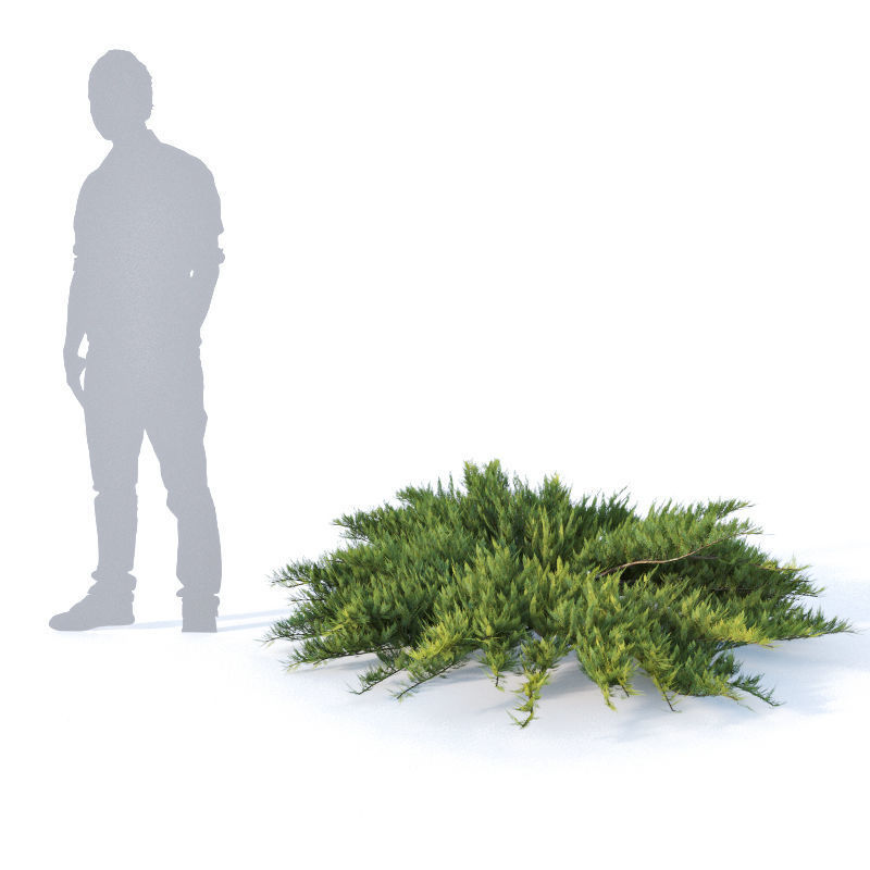 Juniperus sabina Nr1  Five bushes 3D model_2