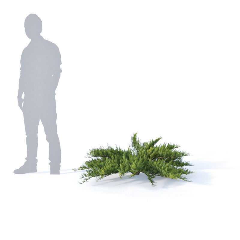 Juniperus sabina Nr1  Five bushes 3D model_5