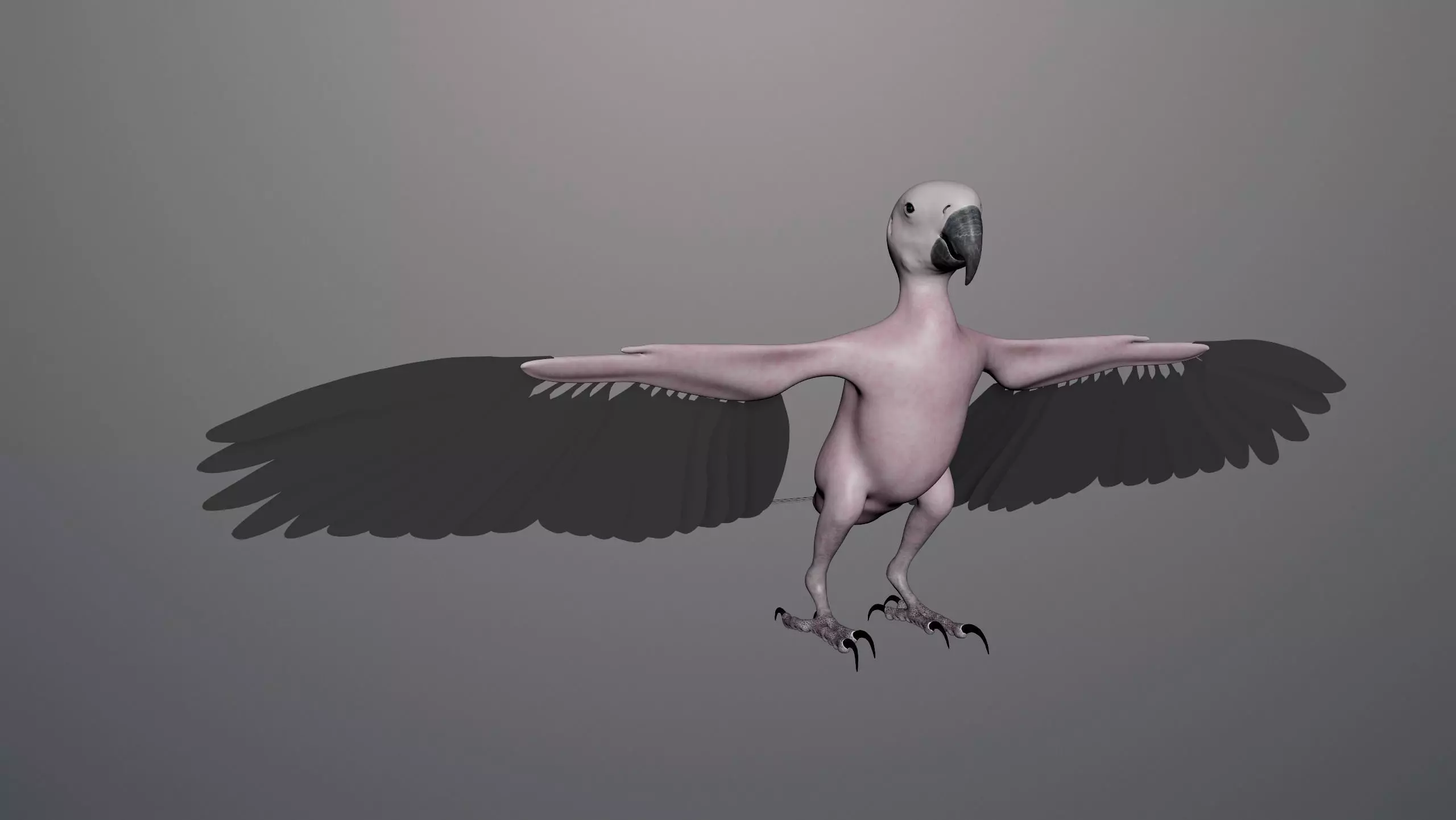 Base model of Macaw  3D model_0