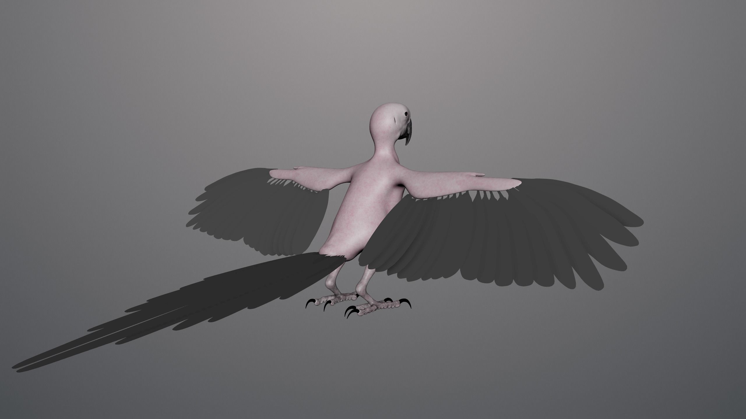 Base model of Macaw  3D model_3