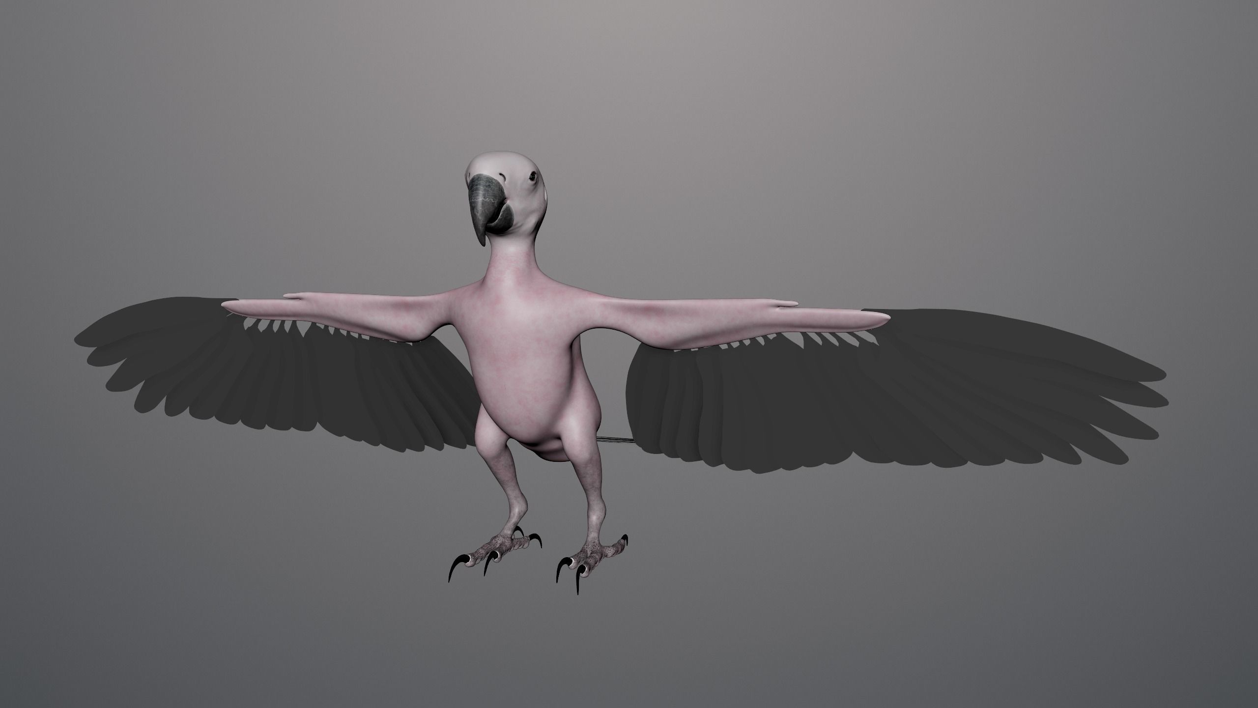 Base model of Macaw  3D model_1