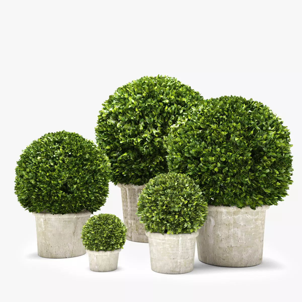 Boxwood Trees 3D model_0