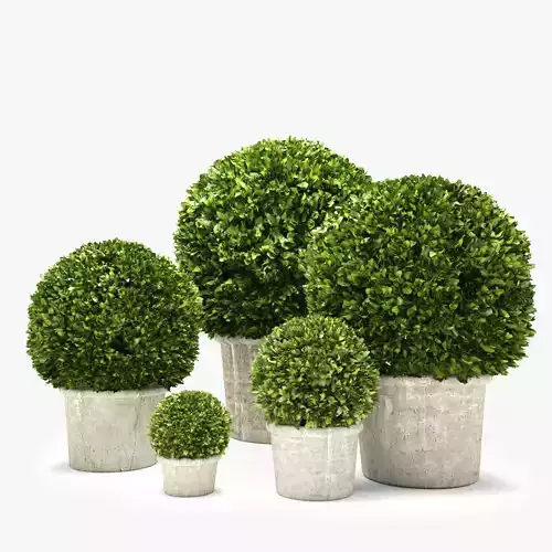 Boxwood Trees 3D model