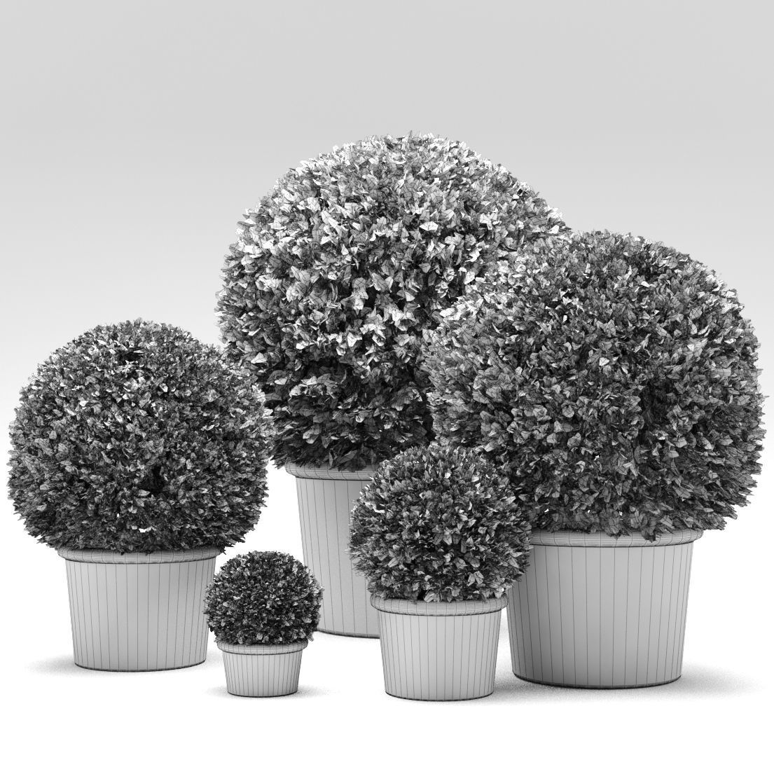 Boxwood Trees 3D model_2