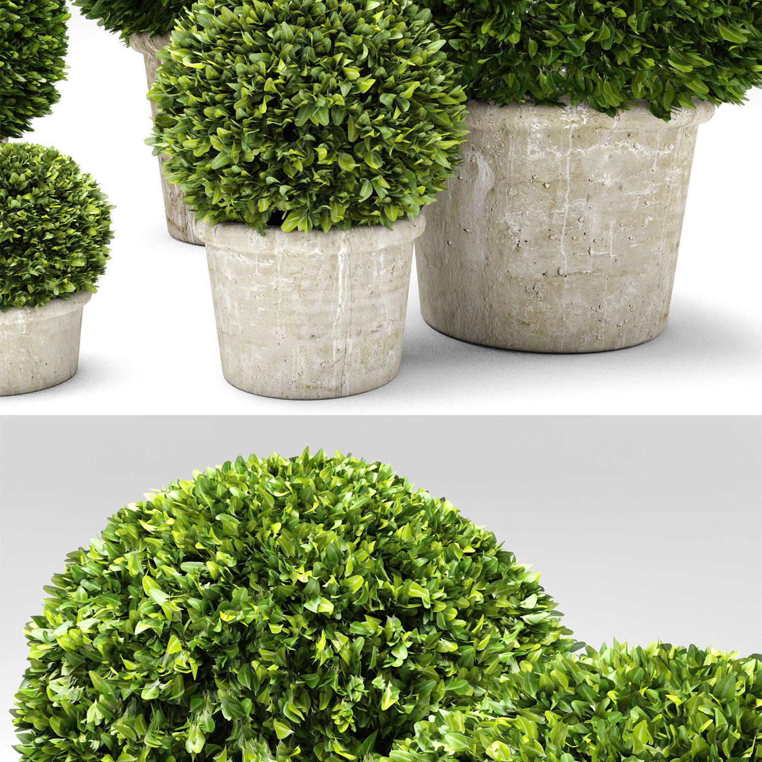 Boxwood Trees 3D model_1