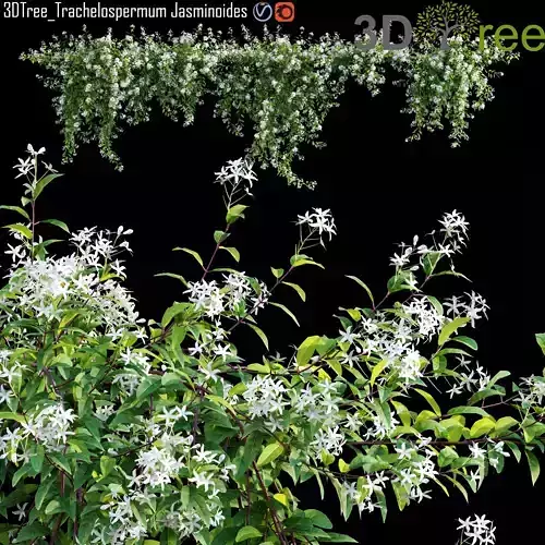 Trachelospermum Jasminoides - Star Jasmine creeper