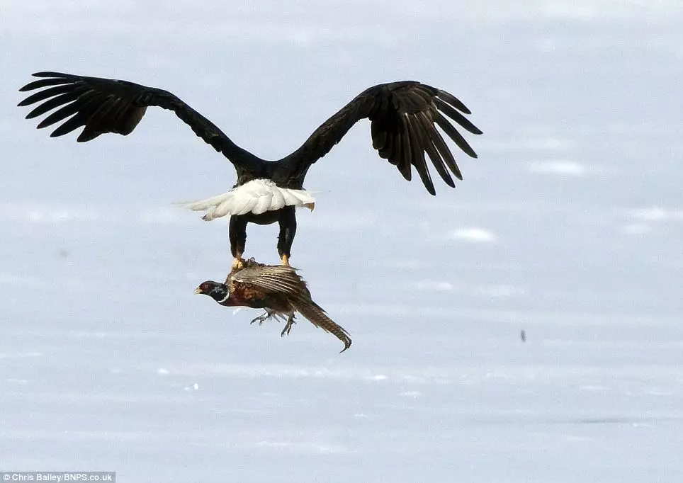 Roar Eagle Transporter 3D print model_0