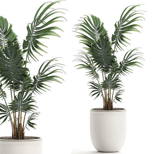 Decorative palm in a white flowerpot 519 3D model