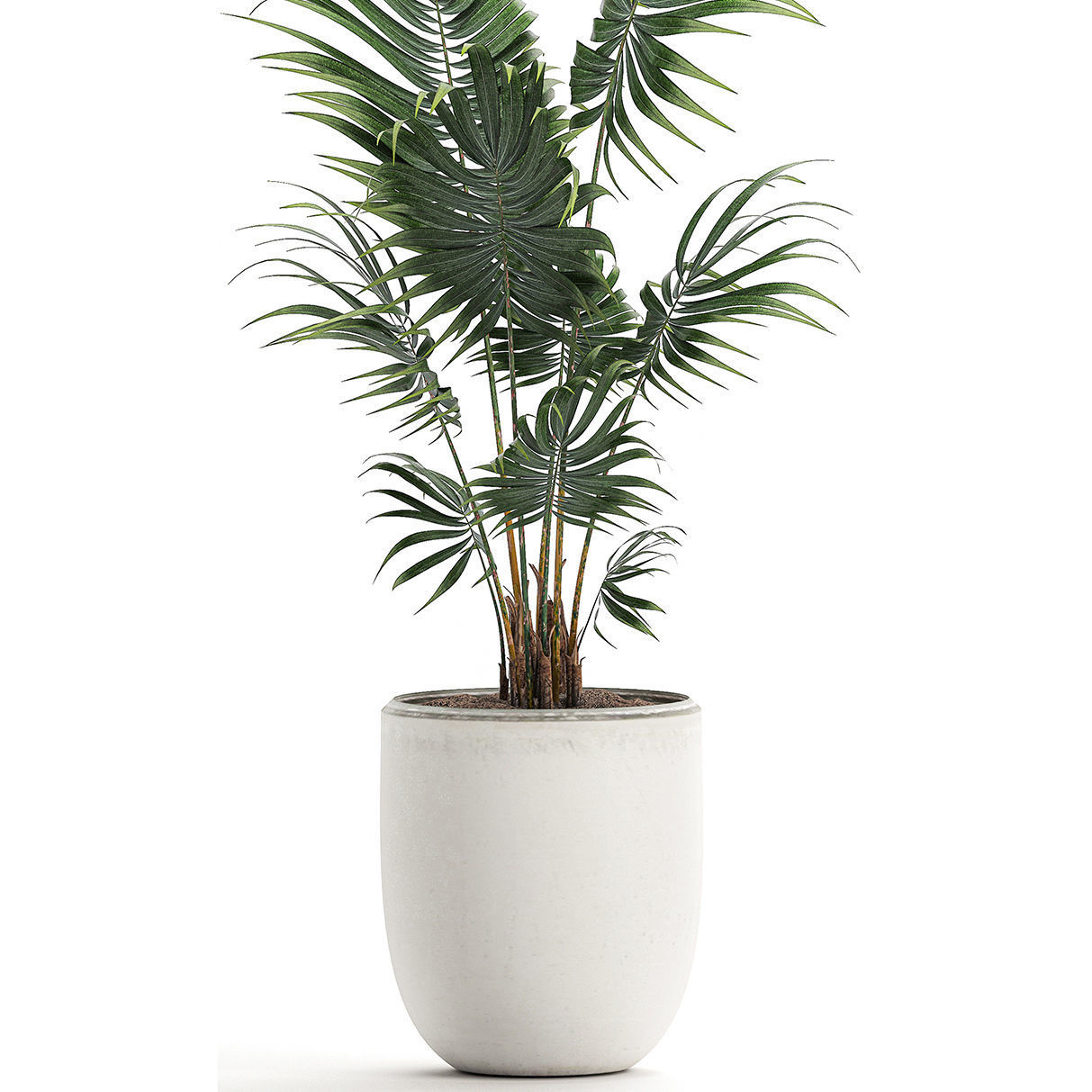 Decorative palm in a white flowerpot 519 3D model_3