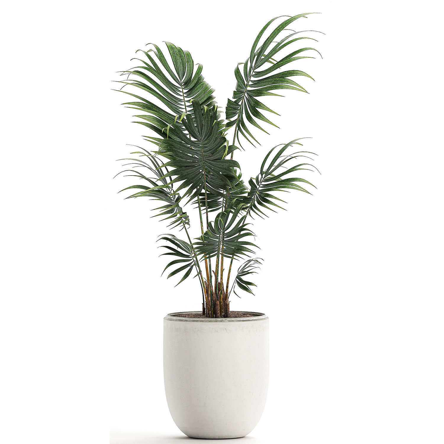 Decorative palm in a white flowerpot 519 3D model_1