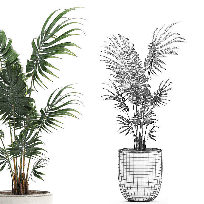 Decorative palm in a white flowerpot 519 3D model_4