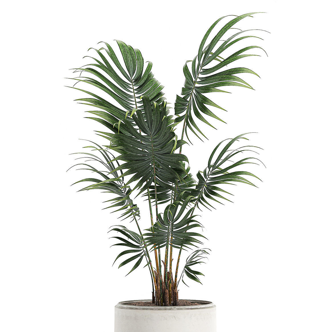 Decorative palm in a white flowerpot 519 3D model_2