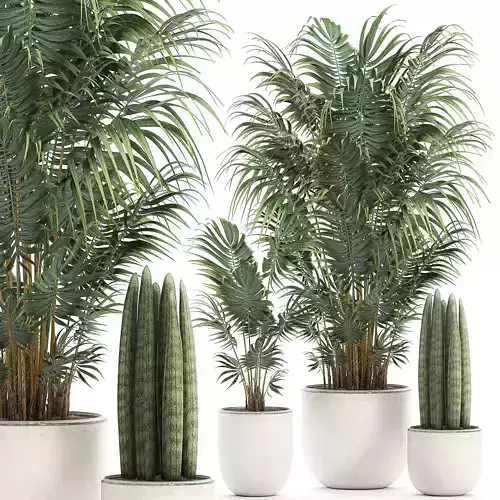Decorative palm in a white flowerpot 520