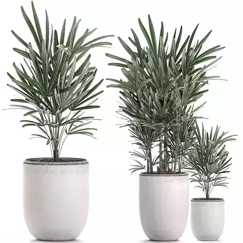 Decorative palm in a white flowerpot 521