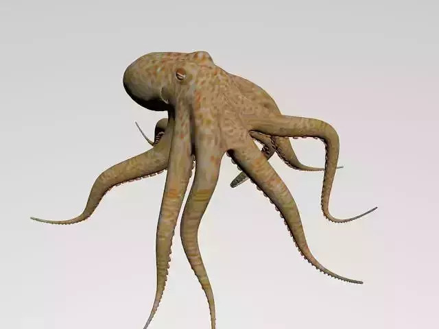 Octopus Low poly
