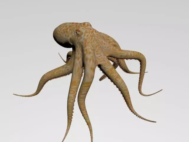 Octopus Low poly 3D model_0