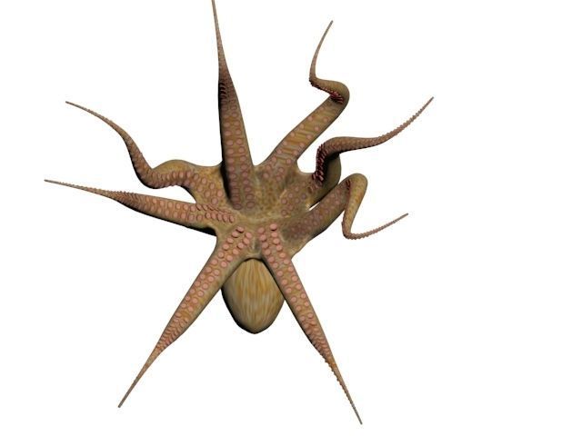 Octopus Low poly 3D model_5
