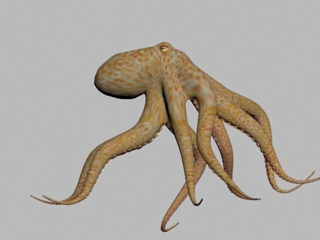 Octopus Low poly 3D model_3
