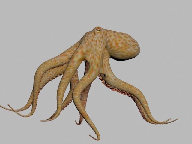 Octopus Low poly 3D model_2