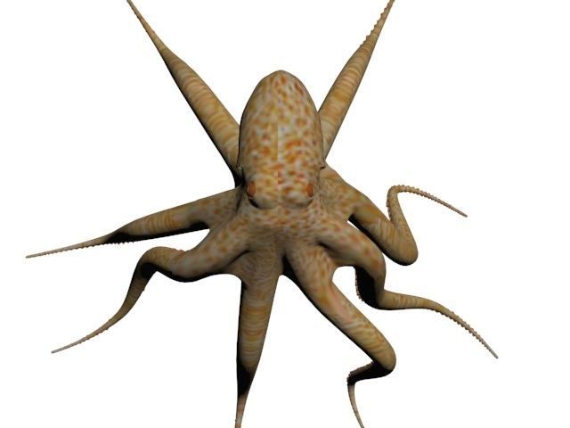 Octopus Low poly 3D model_4