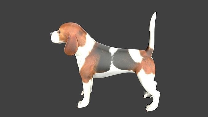 lowpoly dog beagle Low-poly 3D model