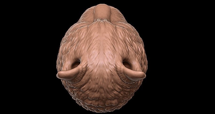 cat head 3D print model_11