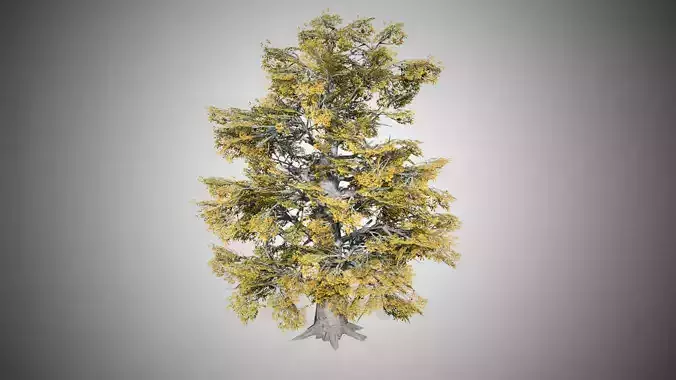 European Beech Fall Tree