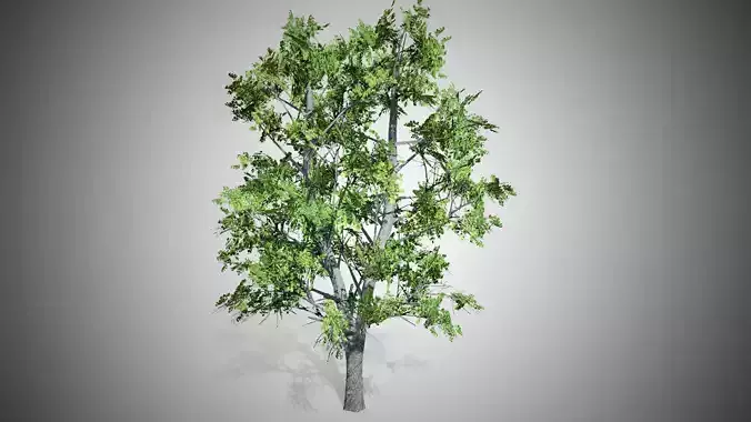 European Linden Tree