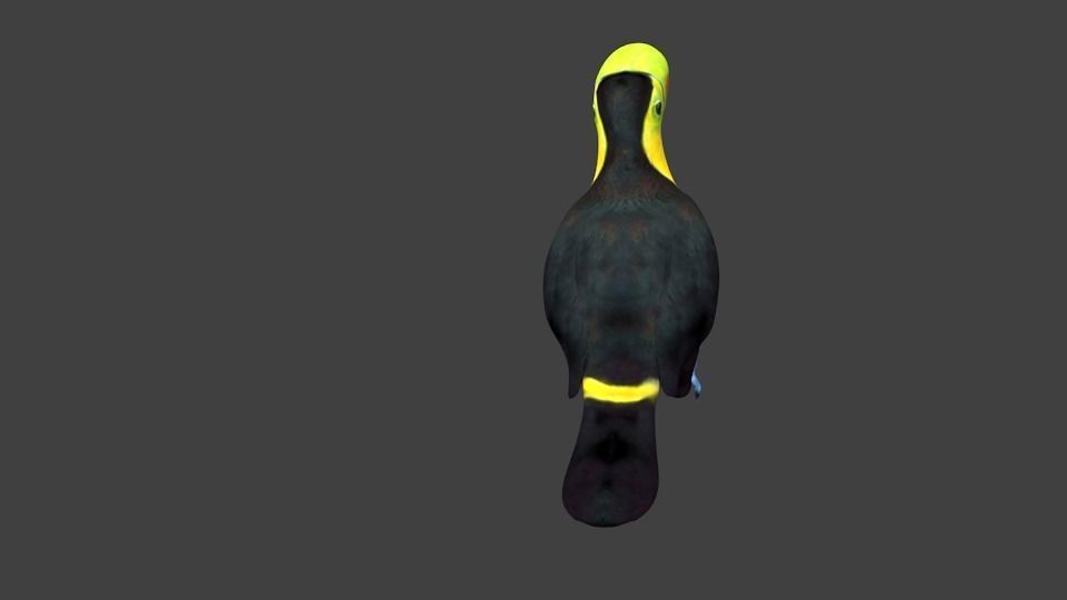 lowpoly bird toucan Low-poly 3D model_3