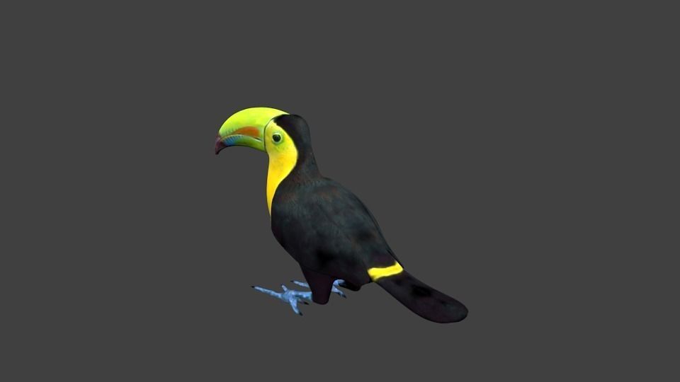 lowpoly bird toucan Low-poly 3D model_8