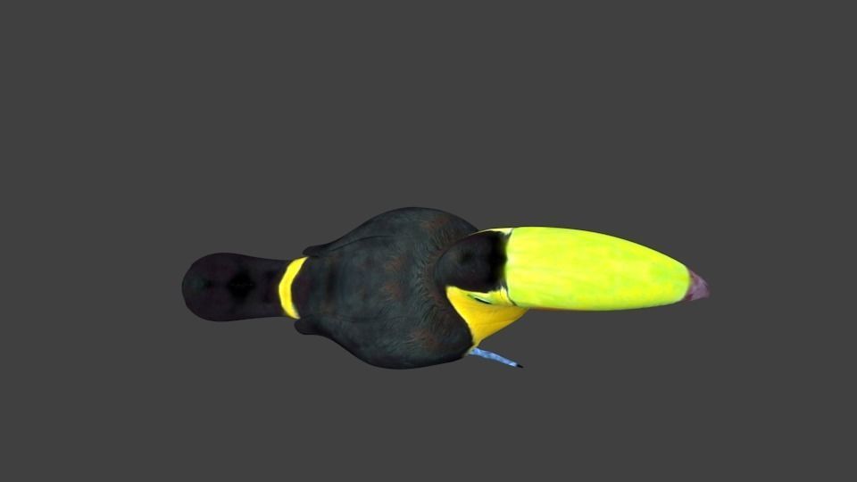 lowpoly bird toucan Low-poly 3D model_5