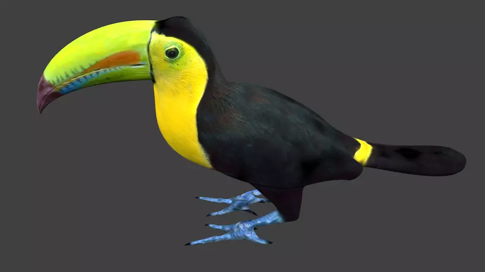 lowpoly bird toucan Low-poly 3D model_0