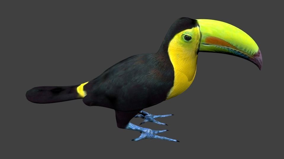 lowpoly bird toucan Low-poly 3D model_1