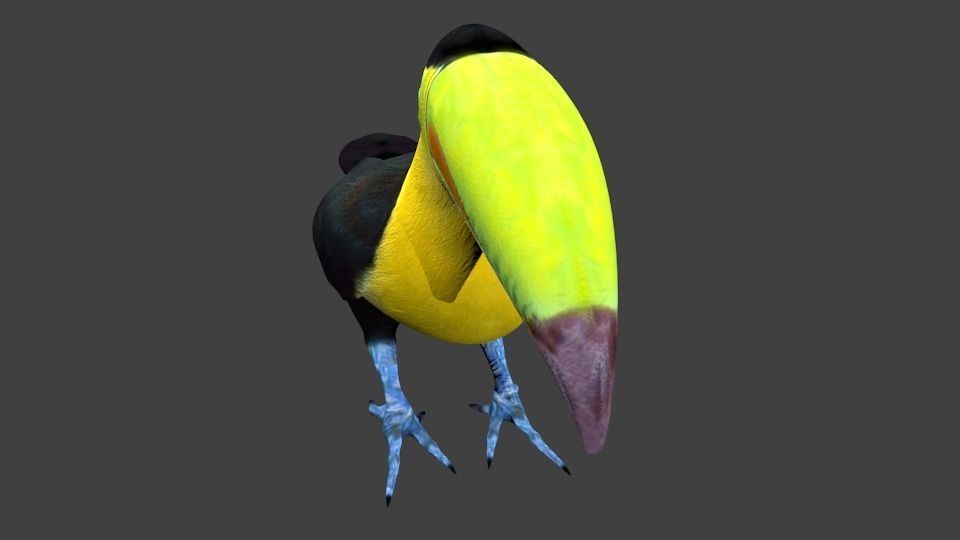 lowpoly bird toucan Low-poly 3D model_2