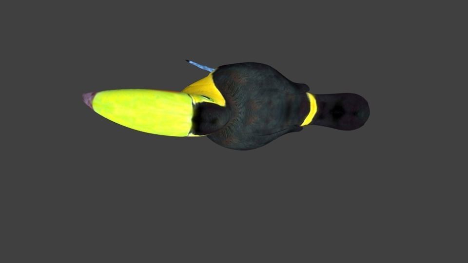 lowpoly bird toucan Low-poly 3D model_4
