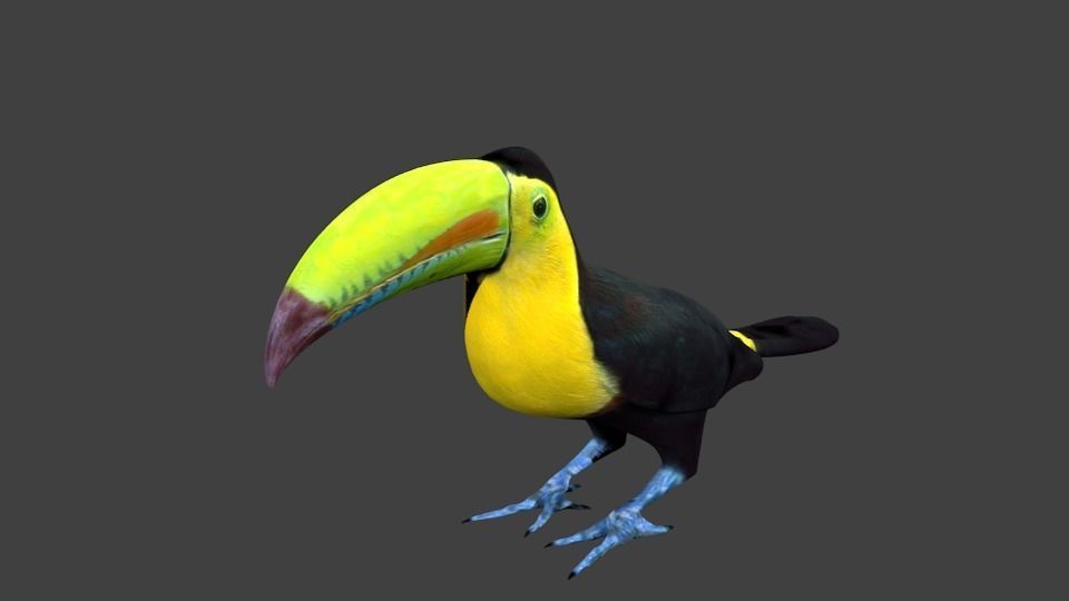 lowpoly bird toucan Low-poly 3D model_7