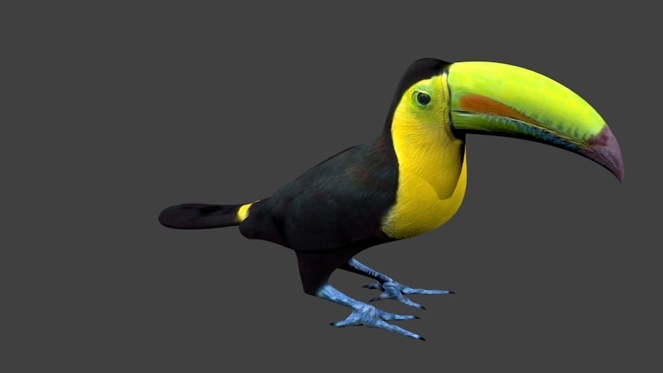 lowpoly bird toucan Low-poly 3D model_6