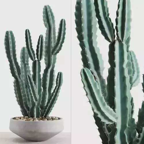 Cereus Peruvianus In A Concrete Pot 3D model