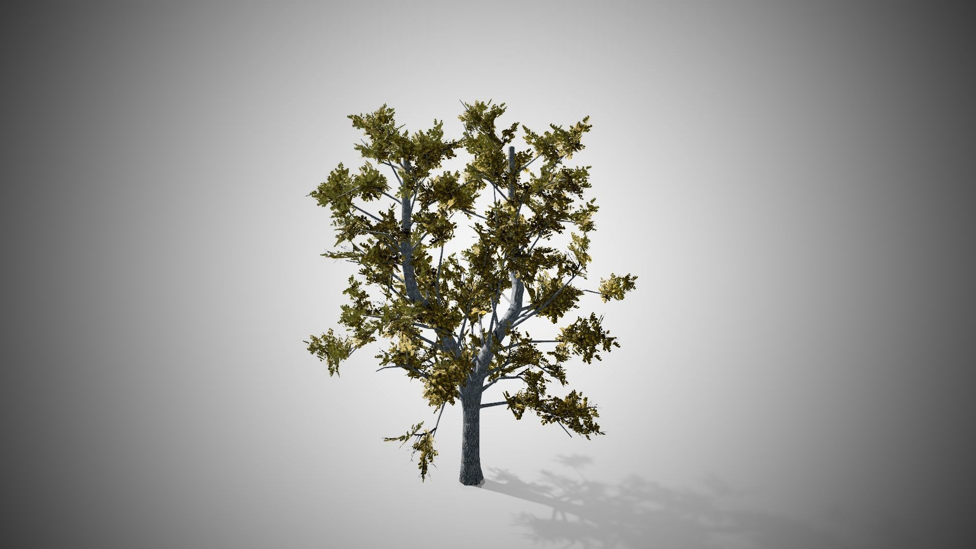 European Linden Fall Tree Low-poly 3D model_4