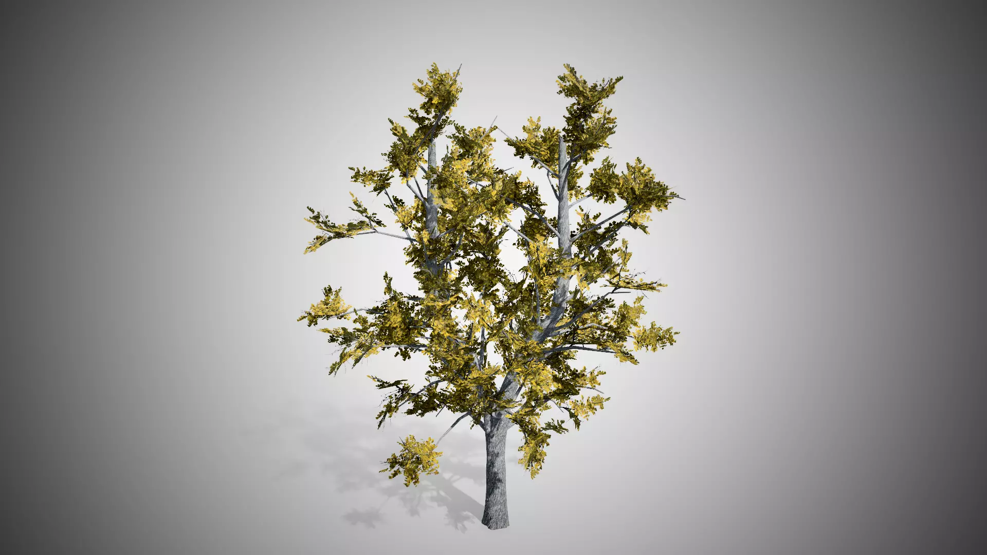 European Linden Fall Tree Low-poly 3D model_0