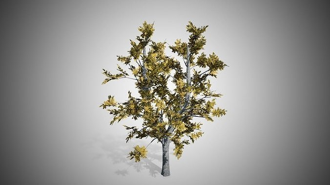 European Linden Fall Tree Low-poly 3D model