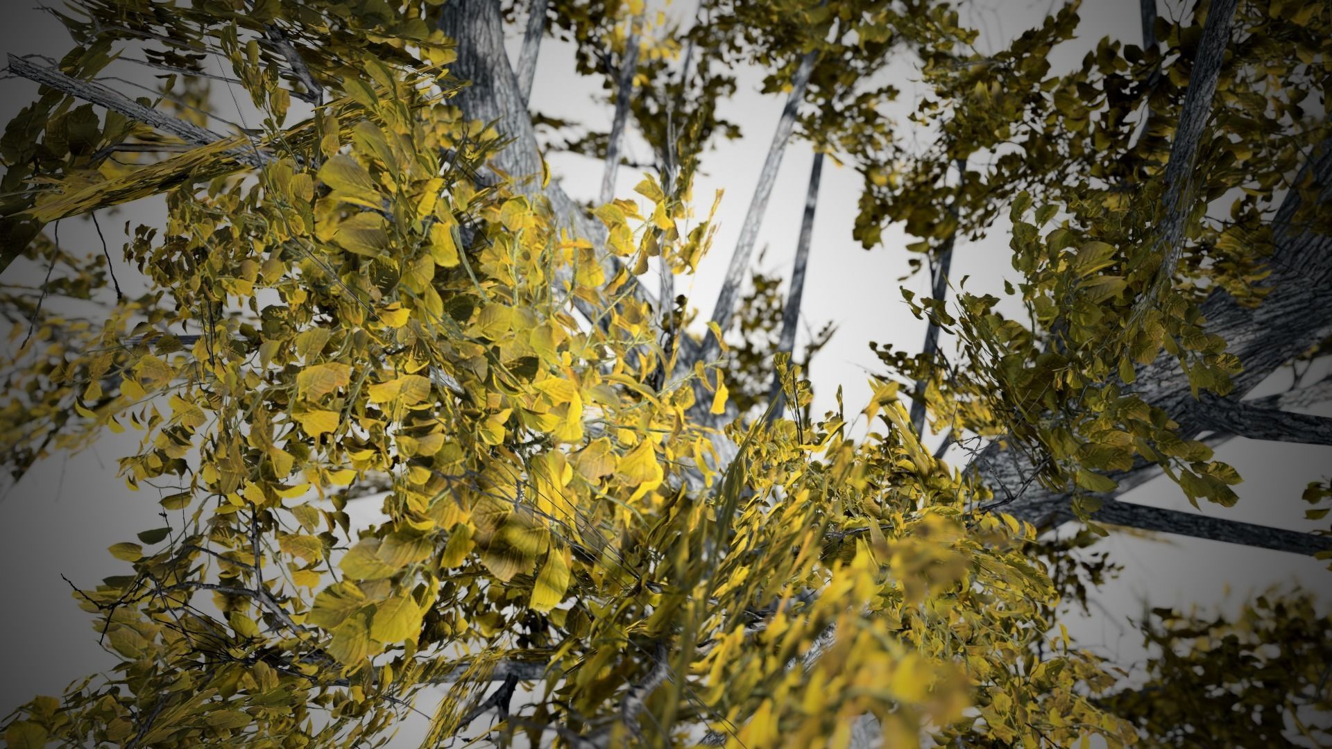 European Linden Fall Tree Low-poly 3D model_1