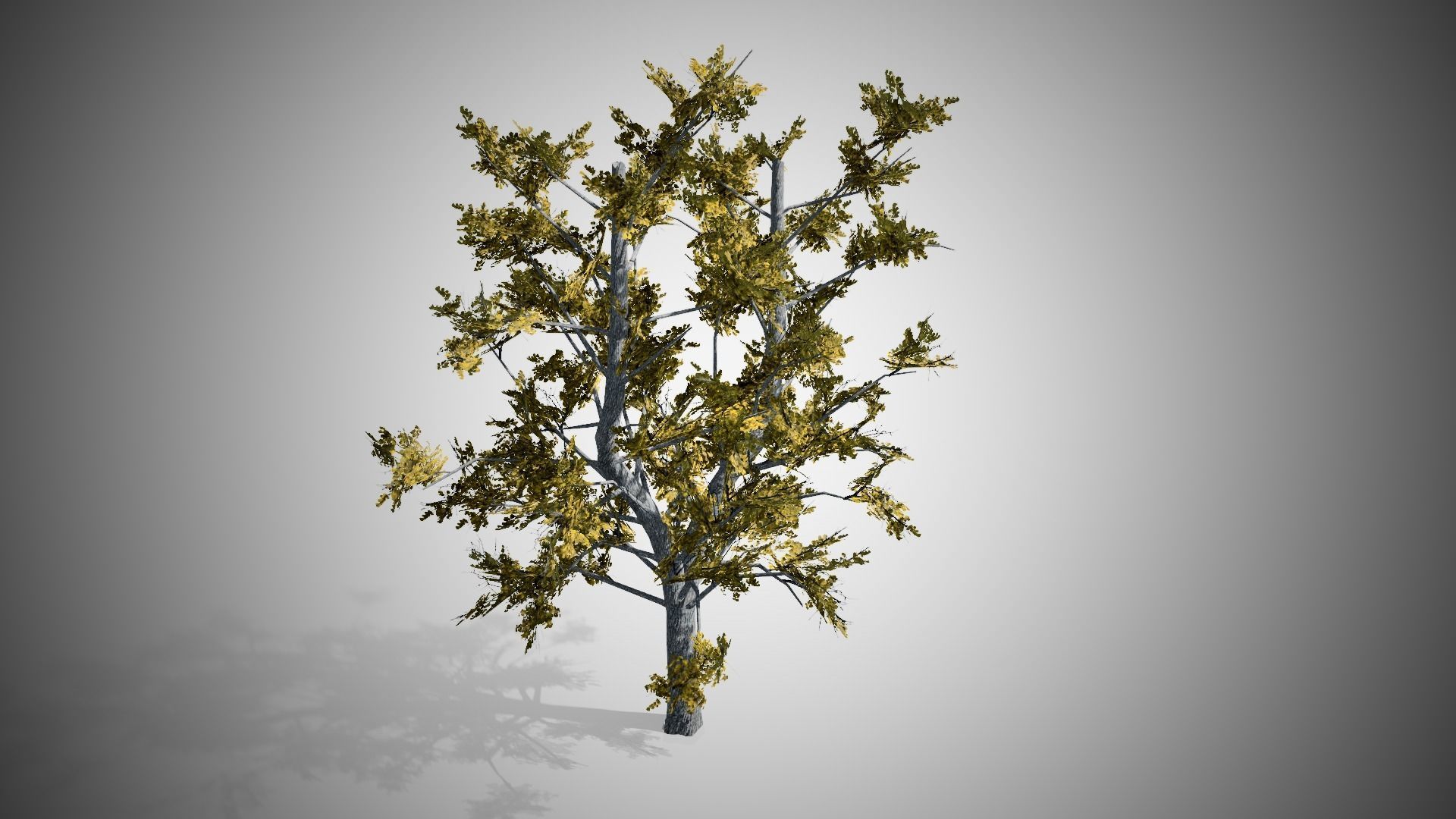 European Linden Fall Tree Low-poly 3D model_2