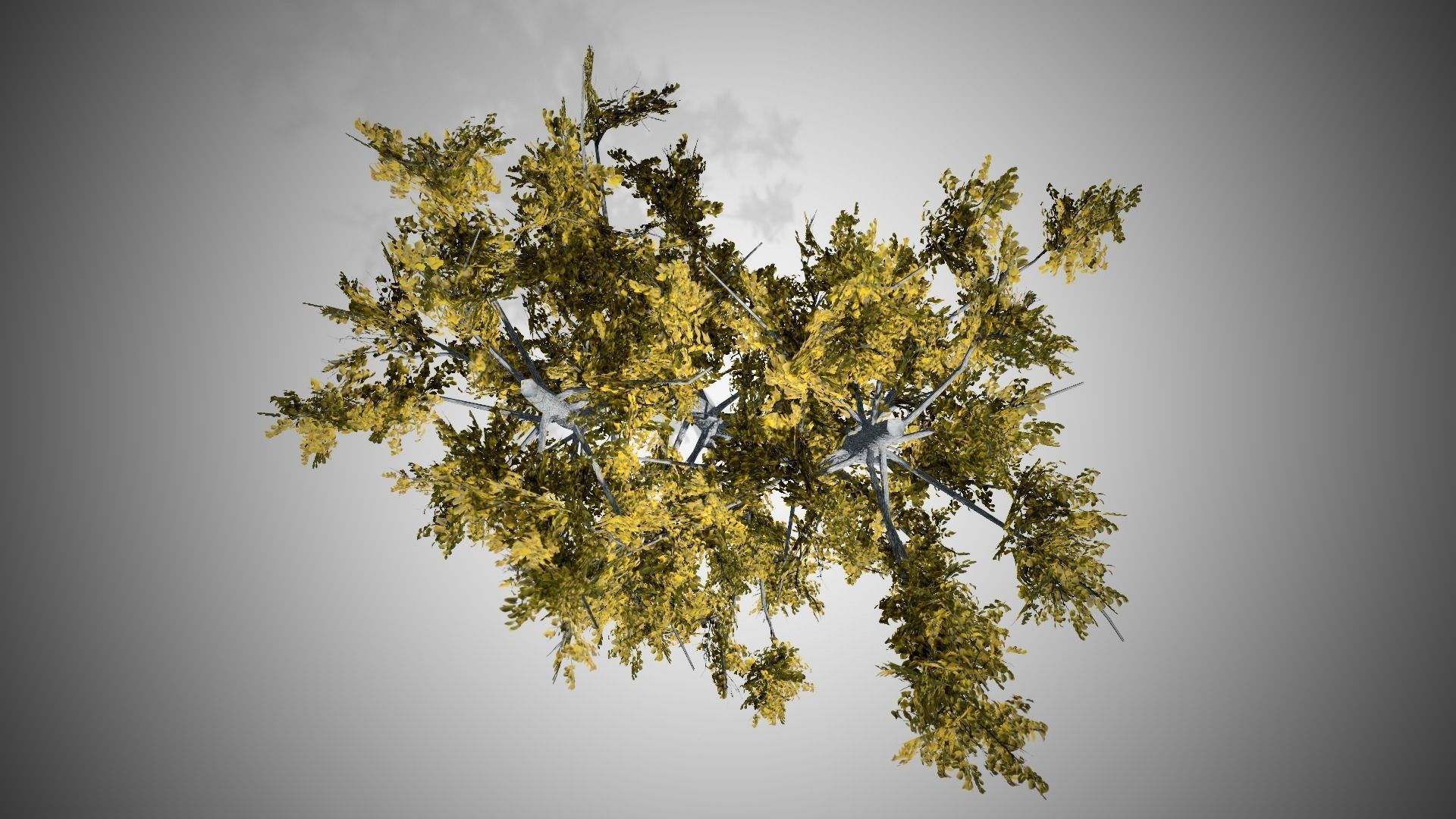 European Linden Fall Tree Low-poly 3D model_3