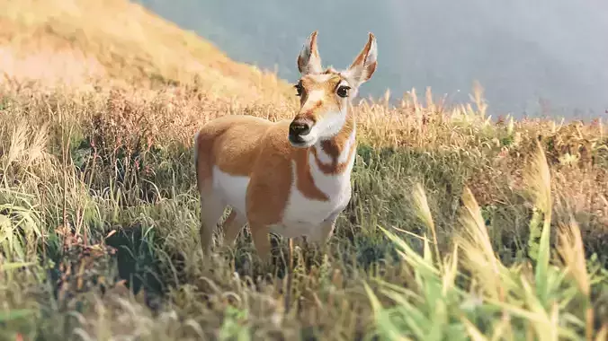 Pronghorn Female Animated 3D model