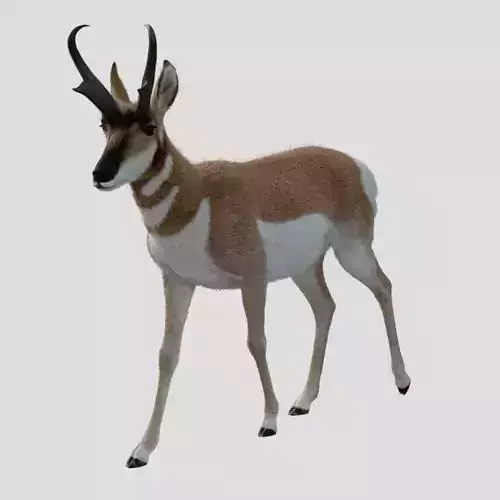Pronghorn Male Animated 3D model