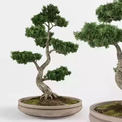 Bonsai tree 01 3D model