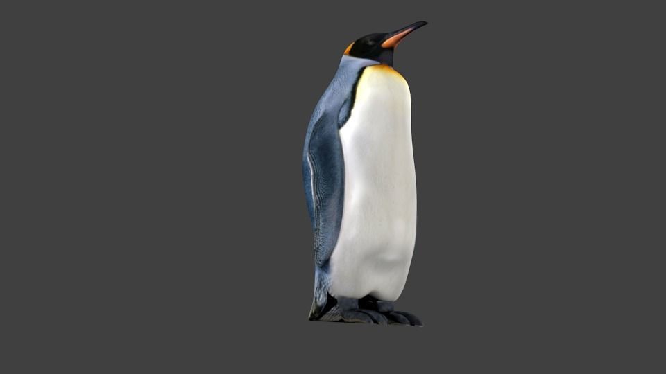 lowpoly Penguin Low-poly 3D model_5