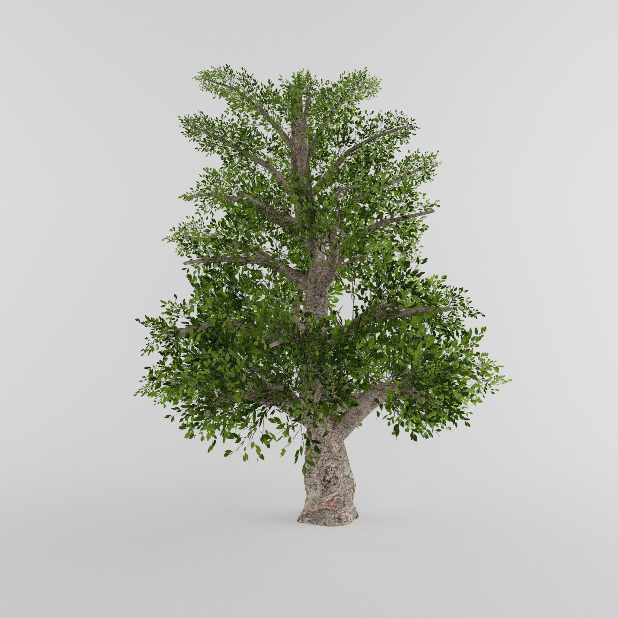 Tree Collection Low-poly 3D model_25